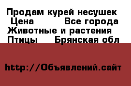 Продам курей несушек › Цена ­ 350 - Все города Животные и растения » Птицы   . Брянская обл.